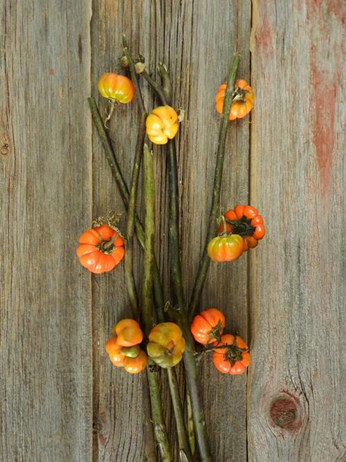 PUMPKIN TREE  ORANGE ORNAMENTALS